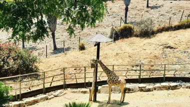 Selwo Aventura W Esteponie. Na Safari Do Anadluzji ???