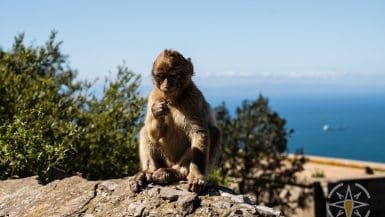 Gibraltarskie Gibony Z Pięknym Widokiem W Tle