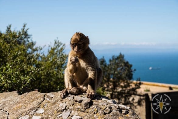 Gibraltarskie Gibony z pięknym widokiem w tle
