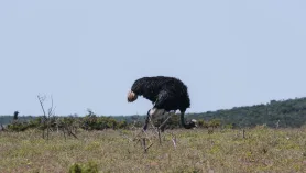 Selwo Aventura W Esteponie. Na Safari Do Anadluzji ???