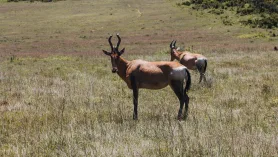 Selwo Aventura W Esteponie. Na Safari Do Anadluzji ???