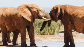 Selwo Aventura W Esteponie. Na Safari Do Anadluzji ???