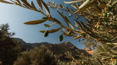 Trekking | Jaen - Rio Borosa