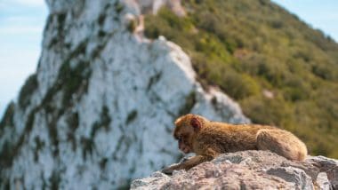 Przewodnik Po Gibraltarze. Co Zobaczyć Na Skale?