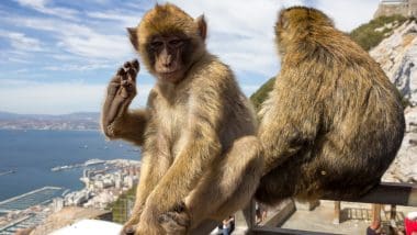 Przewodnik Po Gibraltarze. Co Zobaczyć Na Skale?
