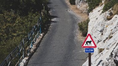 Przewodnik Po Gibraltarze. Co Zobaczyć Na Skale?