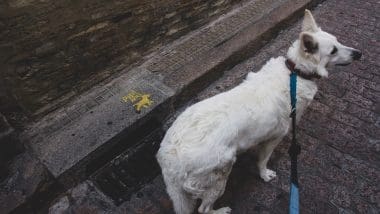 Kordoba i jej słynna "La Mezquita" - Wielki Meczet, poznaj to niezwykłe miasto!