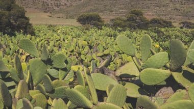 Almeria… Historia, zabytki, atrakcje, zdjęcia i ciekawostki