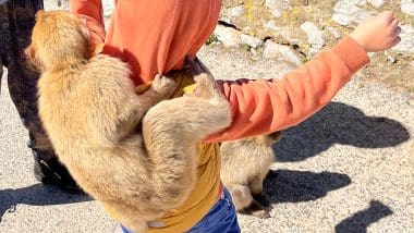 Złodzieje na Skale Gibraltarskiej!