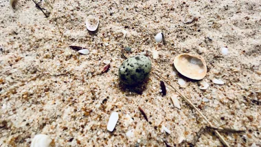 Video | Malowniczy Cypel Na Końcu Wyspy Faro - Plaża Barreta