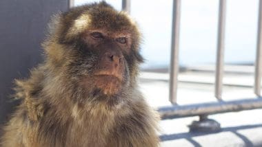 Przewodnik Po Gibraltarze. Co Zobaczyć Na Skale?