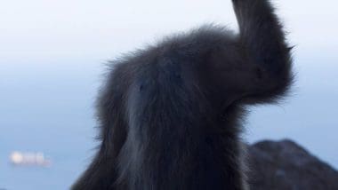 Przewodnik Po Gibraltarze. Co Zobaczyć Na Skale?