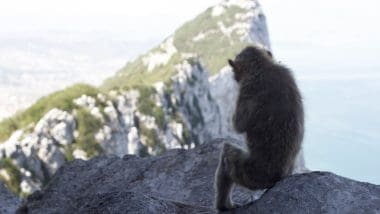 Przewodnik Po Gibraltarze. Co Zobaczyć Na Skale?