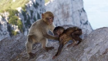 Przewodnik Po Gibraltarze. Co Zobaczyć Na Skale?