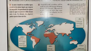 Tu Mieszkał Największy Krokodyl Europy!