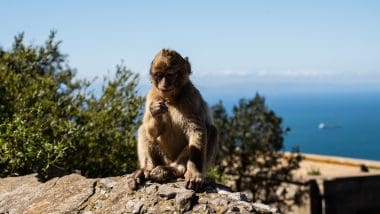 Złodzieje na Skale Gibraltarskiej!