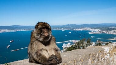 Złodzieje na Skale Gibraltarskiej!