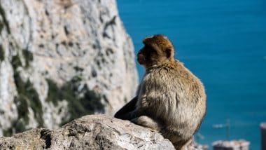 Złodzieje na Skale Gibraltarskiej!