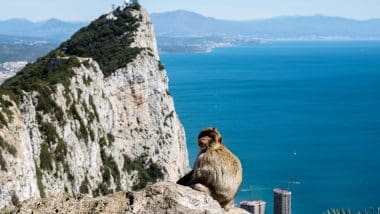 Złodzieje na Skale Gibraltarskiej!