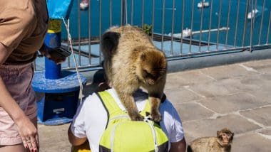 Złodzieje na Skale Gibraltarskiej!