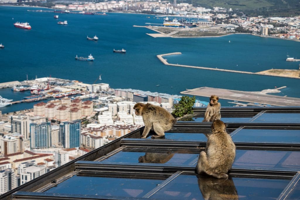 Złodzieje na Skale Gibraltarskiej!