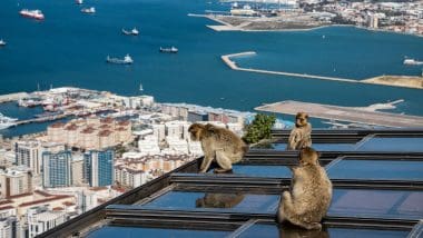 Złodzieje na Skale Gibraltarskiej!