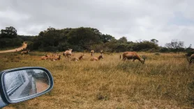 Selwo Aventura W Esteponie. Na Safari Do Anadluzji ???