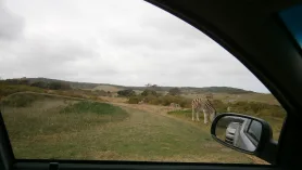 Selwo Aventura W Esteponie. Na Safari Do Anadluzji ???