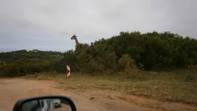 Selwo Aventura W Esteponie. Na Safari Do Anadluzji ???