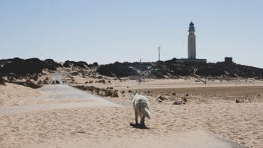 Bitwa Pod Trafalgarem
