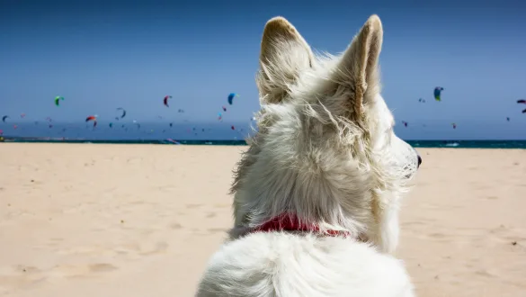 Plaża Bolonia. Jedna z najpiękniejszych plaż w Hiszpanii