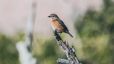 Park Ludo Trail. Przyrodnicze Skarby Algarve