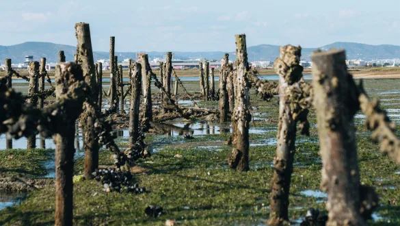 Ria Formosa - laguna Algarve