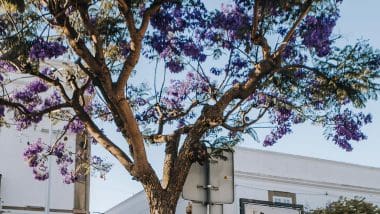 São Brás De Alportel. Autentyczne Zakątki Algarve