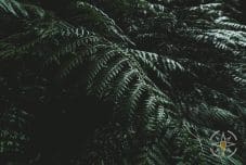 Zielone Paprocie W Cieniu Lasu